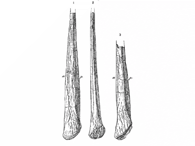 Schwanzstacheln
des Alcovasaurus. Bild ist gemeinfrei (public domain) Schwanzstacheln
des Alcovasaurus. Bild ist gemeinfrei (public domain)
