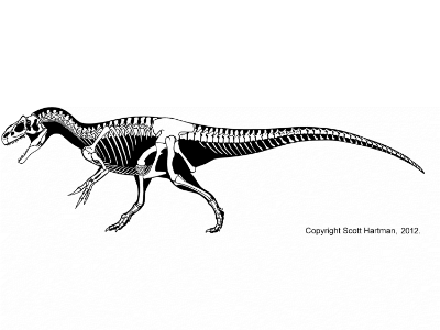 Allosaurus / © Scott Hartman. Verwendet mit freundlicher Genehmigung des Autors Allosaurus / © Scott Hartman. Verwendet mit freundlicher Genehmigung des Autors