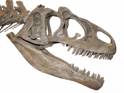 Schädel des Allosaurus / Uwe Jelting. Creative Commons 4.0 International (CC BY 4.0) Schädel des Allosaurus / Uwe Jelting. Creative Commons 4.0 International (CC BY 4.0)