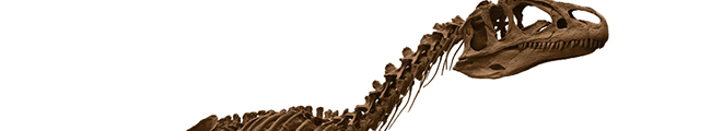 Skelett des Allosaurus "Big Al" © Mark Ryan