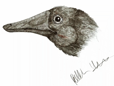 Alnashetri / © Robinson Kunz Alnashetri / © Robinson Kunz. Verwendet mit freundlicher Genehmigung des Autors.