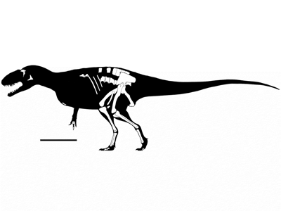 Umrissrekonstruktion / © Rauhut et al. Umrissrekonstruktion / © Rauhut et al.