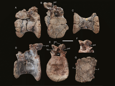 Wirbelknochen / © Rauhut et al. Wirbelknochen / © Rauhut et al.