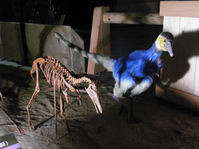 Alvarezsaurus / Kumiko. Creative Commons ShareAlike 2.0 Generic (CC BY-SA 2.0) Alvarezsaurus / Kumiko. Creative Commons ShareAlike 2.0 Generic (CC BY-SA 2.0)