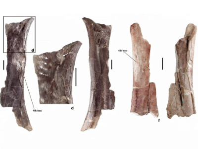 Femur des Amanzia / Schwarz et al. Creative Commons 4.0 International (CC BY 4.0)