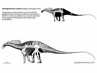 Dicraeosaurus / © Scott Hartman. Verwendet mit freundlicher Genehmigung des Autors Dicraeosaurus / © Scott Hartman. Verwendet mit freundlicher Genehmigung des Autors