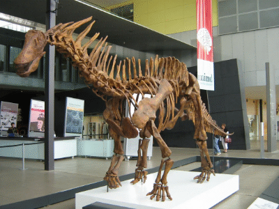 Skelett des Amargasaurus / Craig T. Dylke. Creative Commons NonCommercial-NoDerivs 2.0 Generic (CC BY-NC-ND 2.0) Skelett des Amargasaurus / Craig T. Dylke. Creative Commons NonCommercial-NoDerivs 2.0 Generic (CC BY-NC-ND 2.0)