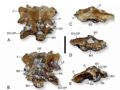 Hirnschale des Ampelosaurus / Knoll et al. Creative Commons 4.0 International (CC BY 4.0) Hirnschale des Ampelosaurus / Knoll et al. Creative Commons 4.0 International (CC BY 4.0)