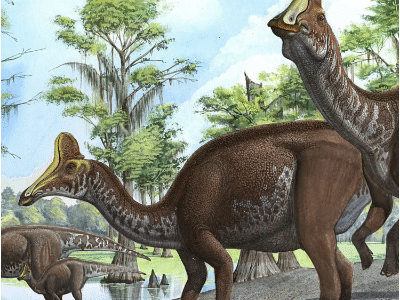 Amurosaurus / © Sergey Krasovskiy. Verwendet mit freundlicher Genehmigung des Autors. Amurosaurus / © Sergey Krasovskiy. Verwendet mit freundlicher Genehmigung des Autors.