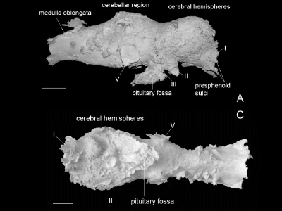 Schädelausguss des Amurosaurus / Lauters et al. Creative Commons 4.0 International (CC BY 4.0) Schädelausguss des Amurosaurus / Lauters et al. Creative Commons 4.0 International (CC BY 4.0)
