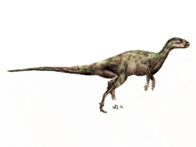 Anabisetia / © Uwe Jelting. Creative Commons 4.0 International (CC BY 4.0) Anabisetia / © Uwe Jelting. Creative Commons 4.0 International (CC BY 4.0)