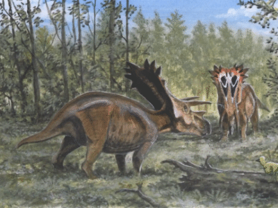 Anchiceratops / © Tuomas Koivurinne Anchiceratops / © Tuomas Koivurinne . Verwendet mit freundlicher Genehmigung des Autors.