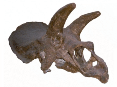 Schädel des Anchiceratops / Kordite, bearbeitet durch Dinodata.de. Creative Commons 2.0 Generic (CC BY-NC 2.0) Schädel des Anchiceratops / Kordite, bearbeitet durch Dinodata.de. Creative Commons 2.0 Generic (CC BY-NC 2.0)