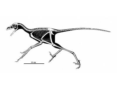Skelett des Anchiornis / © Ville Sinkkonen. Verwendet mit freundlicher Genehmigung des Autors. Skelett des Anchiornis / © Ville Sinkkonen. Verwendet mit freundlicher Genehmigung des Autors.