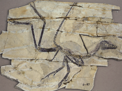 Fossil des Anchiornis / © Wang et al. Fossil des Anchiornis / © Wang et al.
