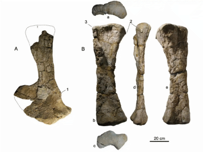 Fossilien des Angolatitan / Mateus et al. Creative Commons 4.0 International (CC BY 4.0) Fossilien des Angolatitan / Mateus et al. Creative Commons 4.0 International (CC BY 4.0)