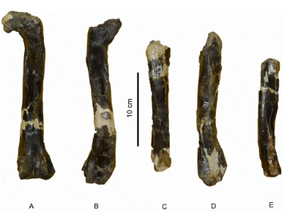 Femur und Tibia von Aniksosaurus / Ibiricu et al. Creative Commons 4.0 International (CC BY 4.0) Femur und Tibia von Aniksosaurus /Ibiricu et al. Creative Commons 4.0 International (CC BY 4.0)