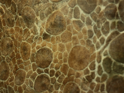 Hautmuster des Ankylosaurus / Matt Mechtley. Creative Commons ShareAlike 2.0 Generic (CC BY-SA 2.0)