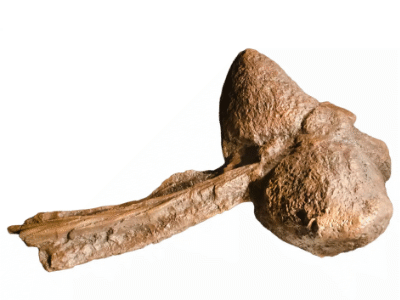 Schwanzkeule des Ankylosaurus / © Tim Evanson , bearbeitet durch Dinodata.de. Creative Commons ShareAlike 2.0 Generic (CC BY-SA 2.0)