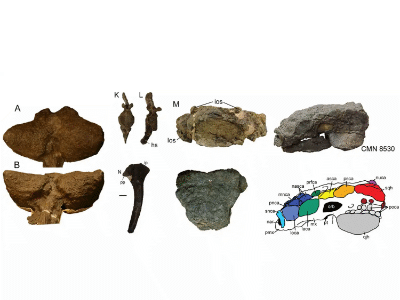 Fossilien des Anodontosaurus / Arbour & Currie. Creative Commons 4.0 International (CC BY 4.0)