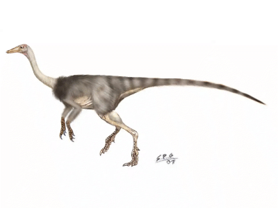 Anserimimus / © Sergio Perez. Verwendet mit freundlicher Genehmigung des Autors.