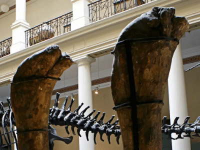 Femur des Antarctosaurus / Tom Duca. Creative Commons ShareAlike 2.0 Generic (CC BY-SA 2.0) Femur des Antarctosaurus / Tom Duca. Creative Commons ShareAlike 2.0 Generic (CC BY-SA 2.0)