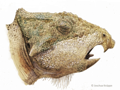 Aquilops / © Joschua Knüppe. Verwendet mit freundlicher Genehmigung des Autors