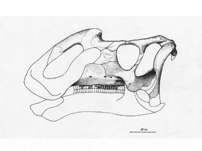 Zeichnung des Holotypus / © Andrey Atuchin. Verwendet mit freundlicher Genehmigung des Autors.