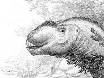 Aralosaurus / © Luc J. Bailly. Verwendet mit freundlicher Genehmigung des Autors.