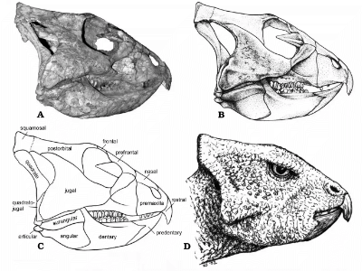 Schädel des Archaeoceratops / You & Dodson. Creative Commons 4.0 International (CC BY 4.0) Schädel des Archaeoceratops / You & Dodson. Creative Commons 4.0 International (CC BY 4.0)