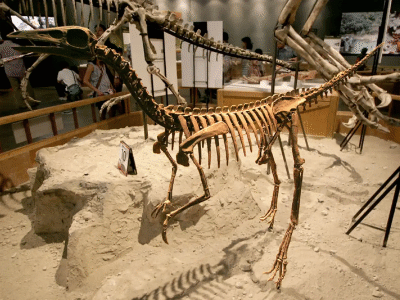 Skelett des Archaeornithomimus / Kabacchi. Creative Commons 2.0 Generic (CC BY 2.0) Skelett des Archaeornithomimus / Kabacchi. Creative Commons 2.0 Generic (CC BY 2.0)