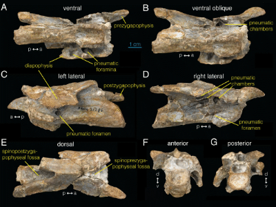 Wirbel des Archaeornithomimus / Watanabe et al. Creative Commons 4.0 International (CC BY 4.0) Wirbel des Archaeornithomimus / Watanabe et al. Creative Commons 4.0 International (CC BY 4.0)