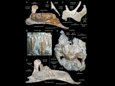 Fossilien des Arenysaurus / Prieto-Márquez et al. Creative Commons 4.0 International (CC BY 4.0) Fossilien des Arenysaurus / Prieto-Márquez et al. Creative Commons 4.0 International (CC BY 4.0)