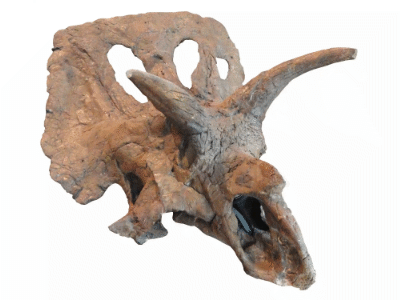 Schädel des Arrhinoceratops / Creative Commons CC0 1.0 Universal (CC0 1.0) Schädel des Arrhinoceratops / Creative Commons CC0 1.0 Universal (CC0 1.0)
