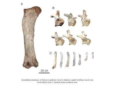 Fossilen des Arrudatitan / © Nascimento et al.