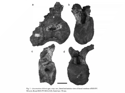 Wirbelknochen des Atacamatitan / Kellner et al. Wirbelknochen des Atacamatitan / Kellner et al