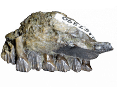 Oberkiefer / © Herne et.al.