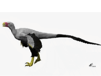 Atrociraptor / © N. Tamura. Verwendet mit freundlicher Genehmigung des Autors. Atrociraptor / © N. Tamura. Verwendet mit freundlicher Genehmigung des Autors.