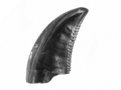 Zahn des Atrociraptor / © Larson et al. Zahn des Atrociraptor / © Larson et al.