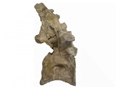 Wirbelknochen des Atsinganosaurus / Csiki-Sava et al. Creative Commons 4.0 International (CC BY 4.0) Wirbelknochen des Atsinganosaurus / Csiki-Sava et al. Creative Commons 4.0 International (CC BY 4.0)