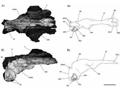 3D-Scan vom Volumen der Hirnschale / © Paulina-Carabajal et al. Creative Commons 4.0 International (CC BY 4.0) 3D-Scan vom Volumen der Hirnschale / © Paulina-Carabajal et al. Creative Commons 4.0 International (CC BY 4.0)