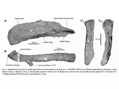 Holotyp des Augustynolophus / Prieto-Márquez et al. Creative Commons 4.0 International (CC BY 4.0) Holotyp des Augustynolophus / Prieto-Márquez et al. Creative Commons 4.0 International (CC BY 4.0)