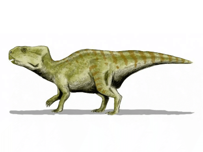Auroraceratops / © N. Tamura. Verwendet mit freundlicher Genehmigung des Autors. Auroraceratops / © N. Tamura. Verwendet mit freundlicher Genehmigung des Autors.