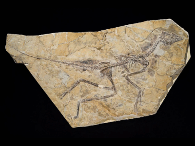 Aurornis Fossil: Verwendet mit Genehmigung der Macmillan Publishers Ltd: Aurornis Fossil: Verwendet mit Genehmigung der Macmillan Publishers Ltd: copyright 2013