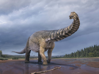 Australotitan, Eromanga Natural History Museum, Artist: Vlad Konstantinov Australotitan, Eromanga Natural History Museum, Artist: Vlad Konstantinov