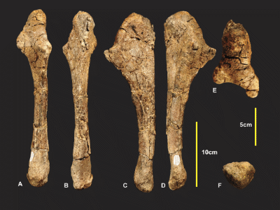 Linker Unterarmknochen des Australovenator / © White et al. Creative Commons 4.0 International (CC BY 4.0) Linker Unterarmknochen des Australovenator / © White et al. Creative Commons 4.0 International (CC BY 4.0)