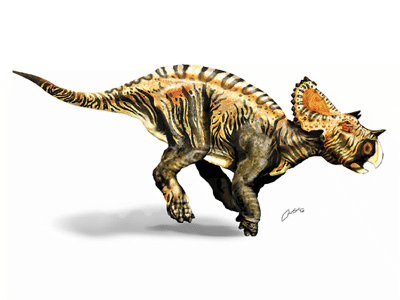 Avaceratops / © Erik Christpher Omtvedt. Verwendet mit freundlicher Genehmigung des Autors.