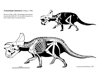 Avaceratops / © Scott Hartman Avaceratops / © Scott Hartman. Verwendet mit freundlicher Genehmigung des Autors.
