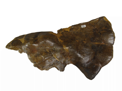 Squamosal / © Rivera-Sylva et al.