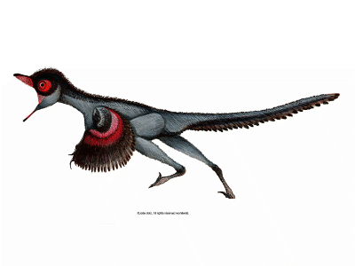 Buitreraptor / © Joao Boto Buitreraptor / © Joao Boto. Verwendet mit freundlicher Genehmigung des Autors.